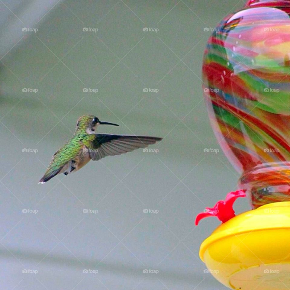 Coming in for a Landing. Hummingbird starting to land on the hummingbird feeder. 