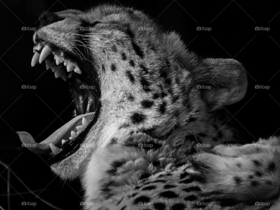 Cheetah roaring I’m black and white 