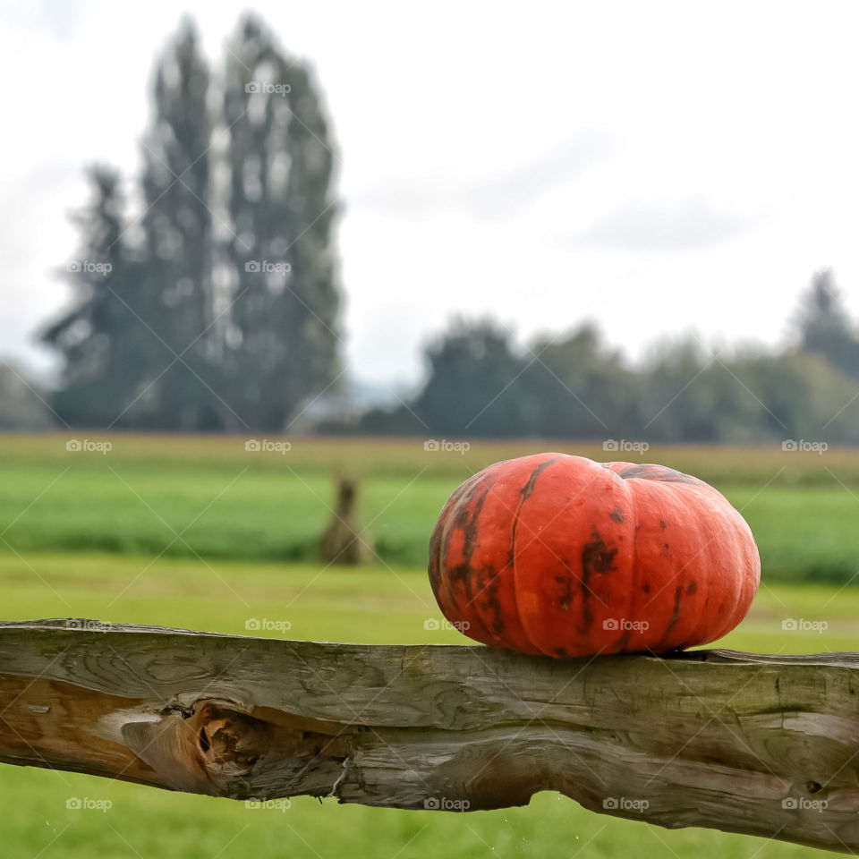 Lone pumpkin