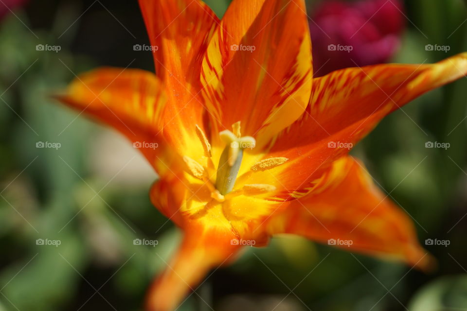 Close-up on a tulip