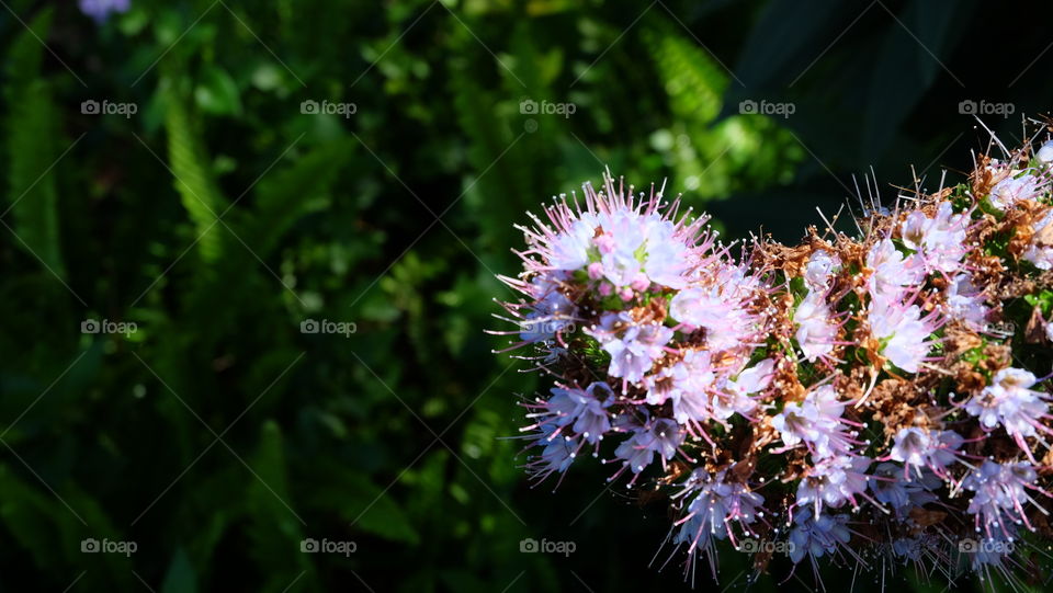 Beautiful purple flower