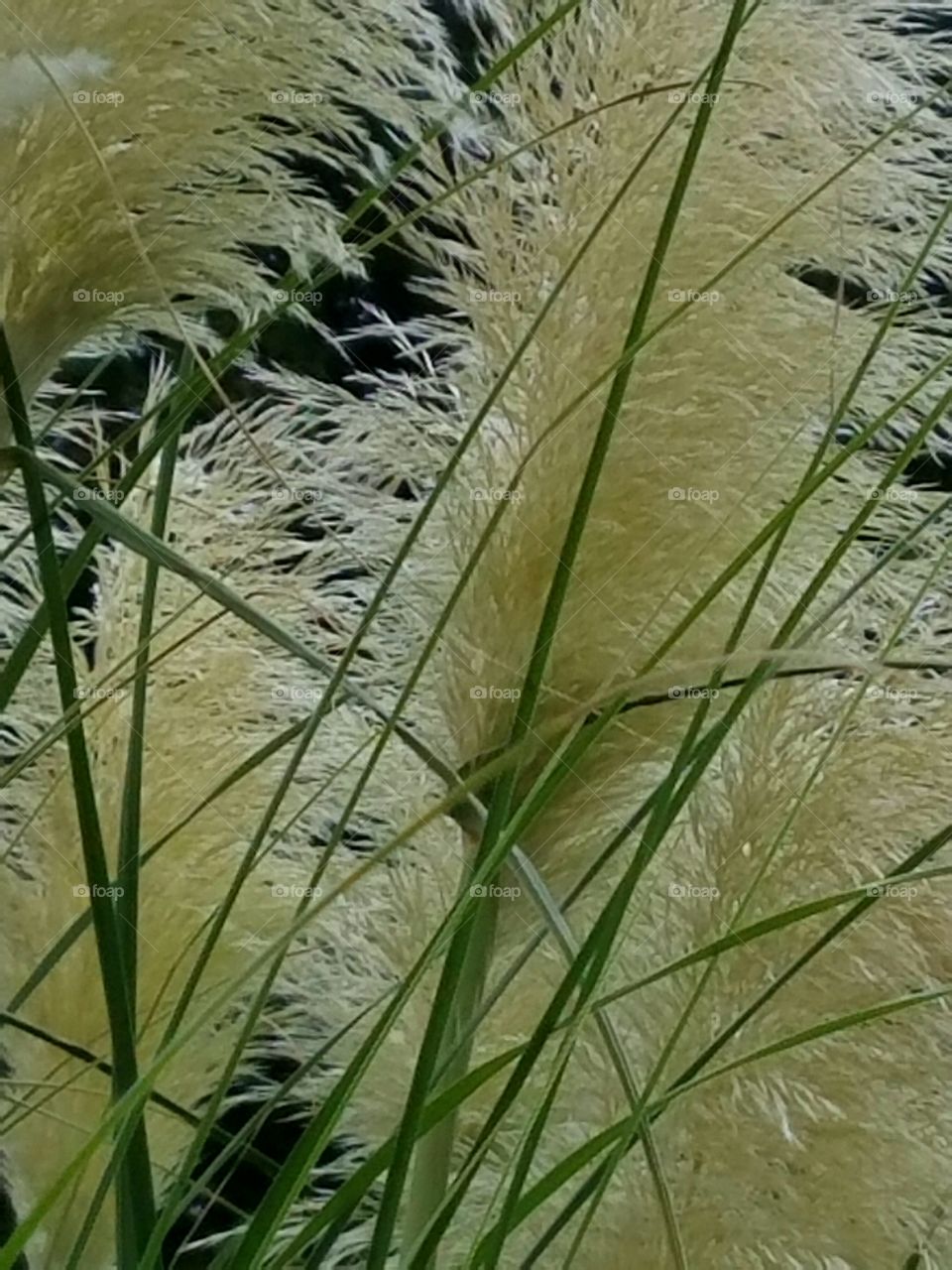 soft seed grass