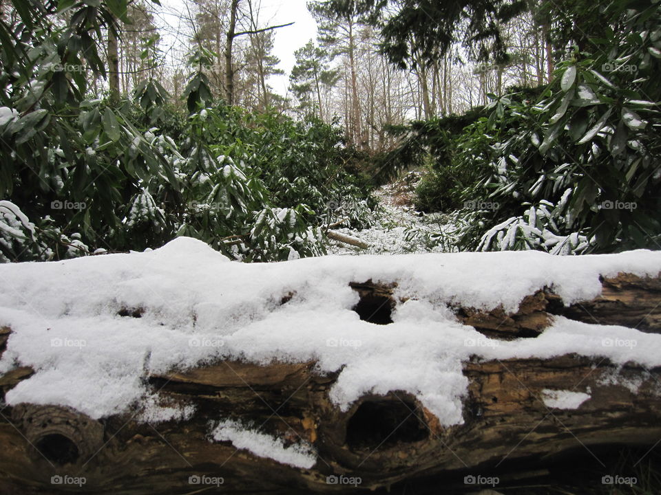 Snowy Log