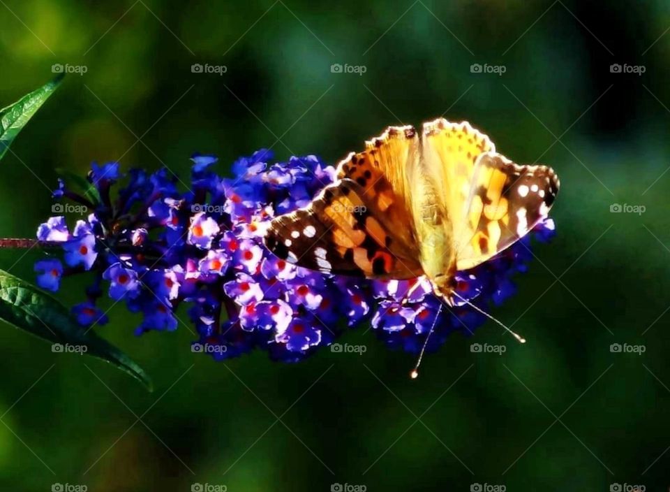 Butterfly on a purple flower