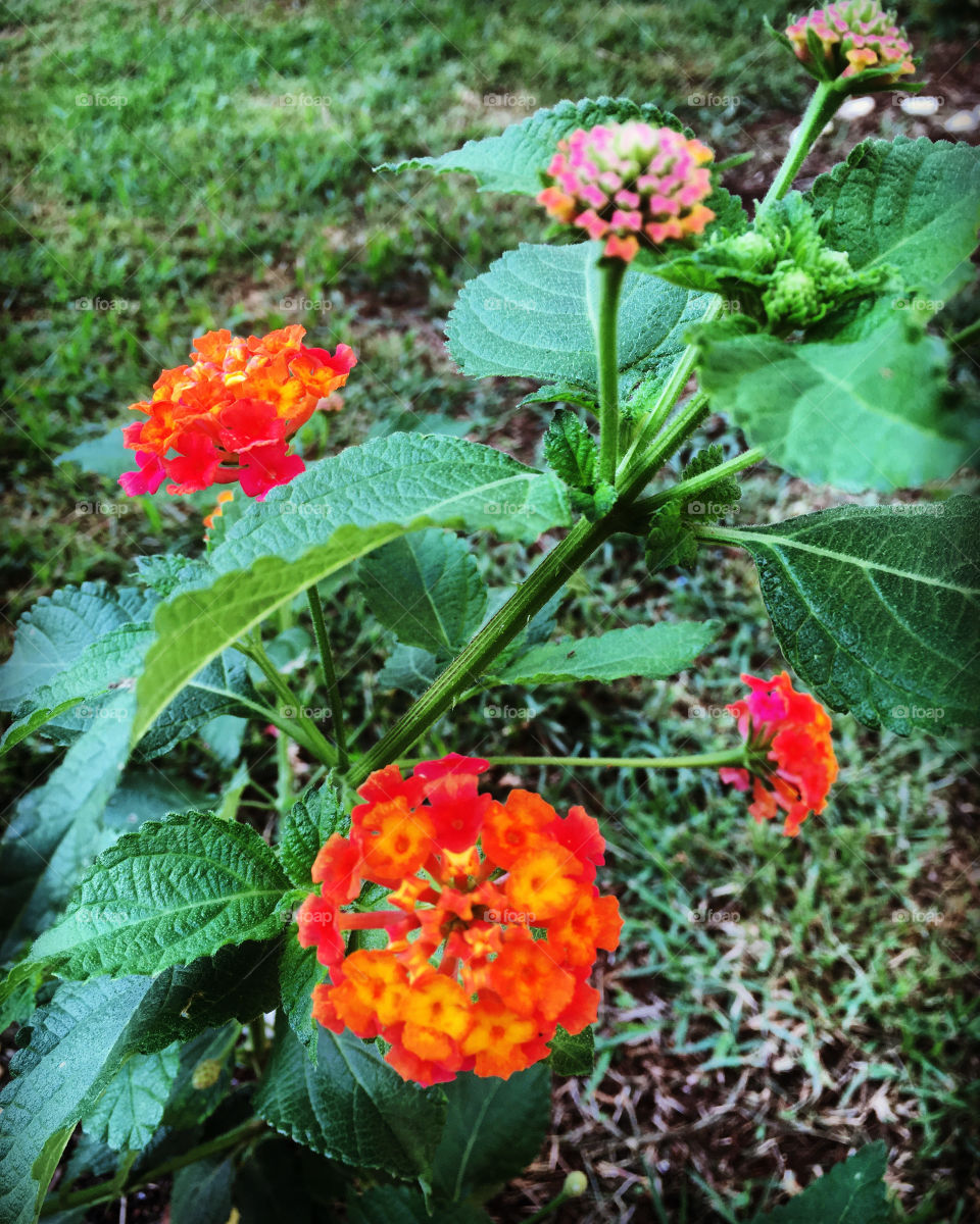 🌹 🇺🇸 Very beautiful flowers to brighten our day.  Live nature and its beauty. Did you like the delicate petals? / 🇧🇷 Flores muito bonitas para alegrar nosso dia. Viva a natureza e sua beleza. Gostaram das pétalas delicadas? 