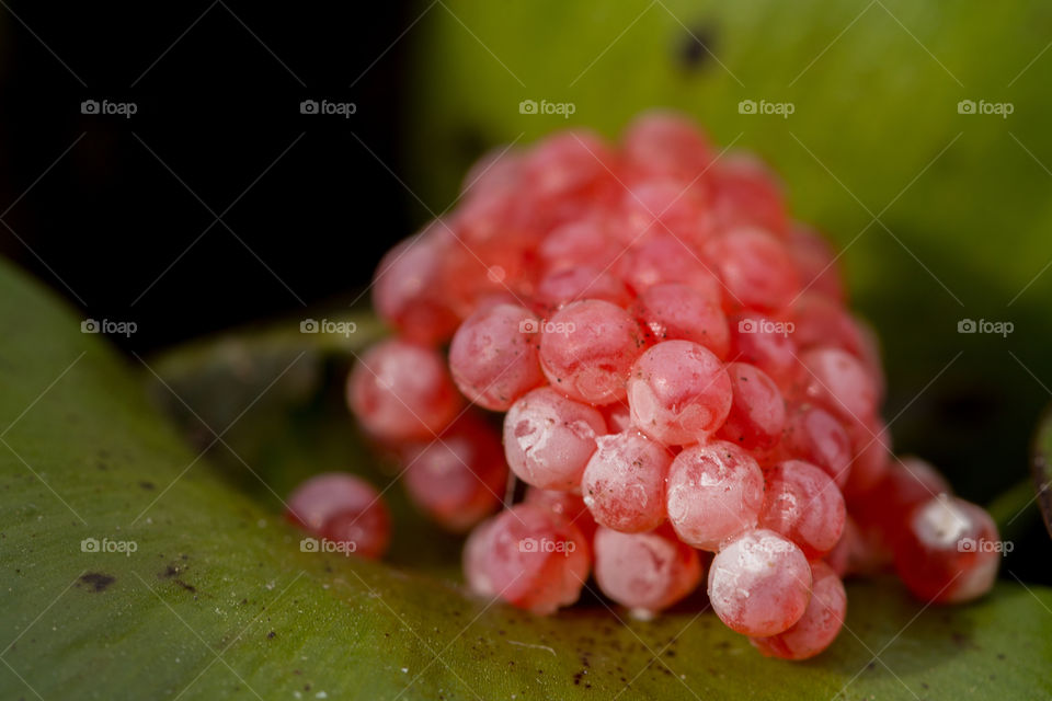 snail eggs