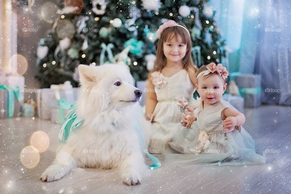Little sisters with Samoyed dog at Christmas Eve 