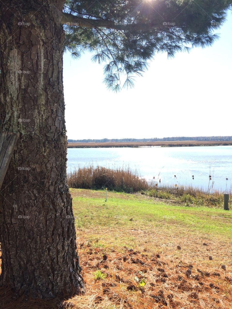 Tree, Landscape, No Person, Water, Nature