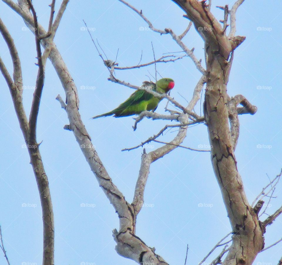 Rose-ringed parakeet