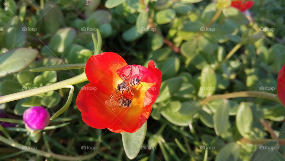 Honey bee on red flower