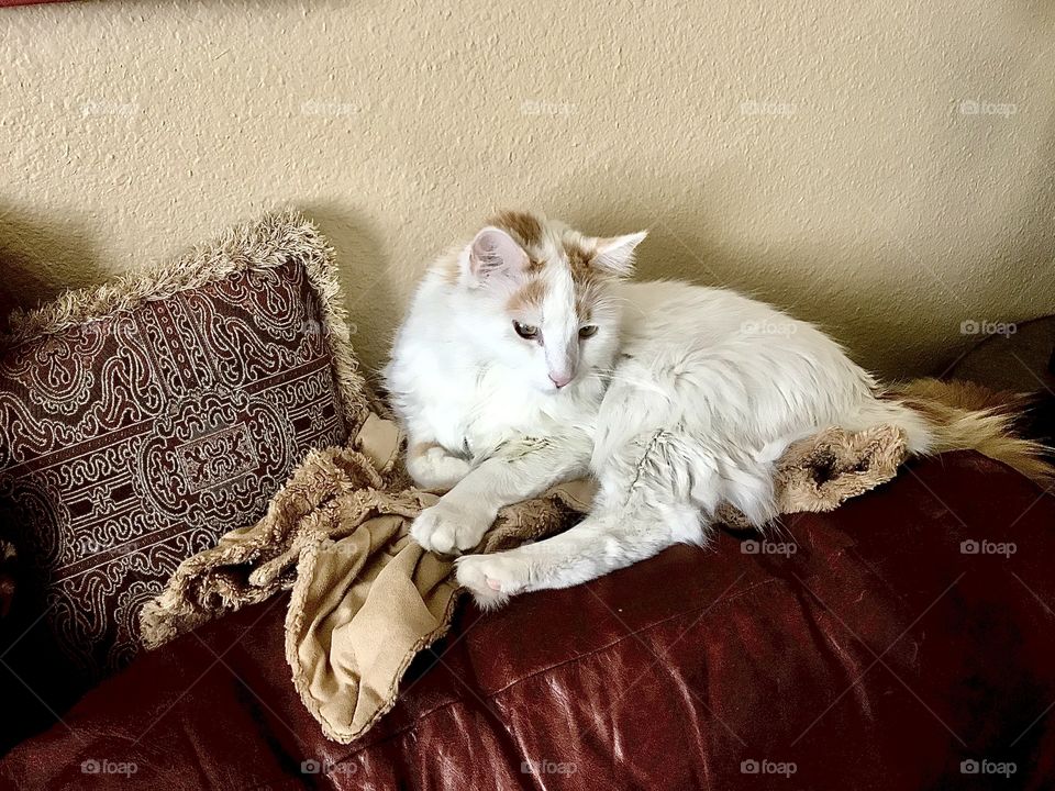 Comfy spot on the back of the couch
