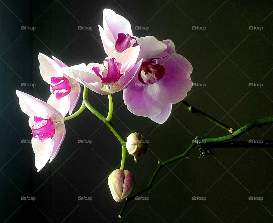 Portrait of a plant. Orchids in bloom pink white fuschia