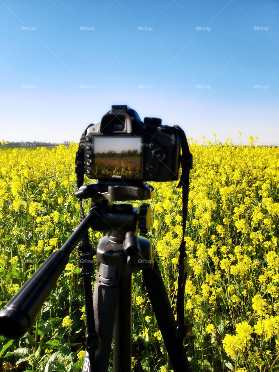 Photographer enjoying nature field of flowers