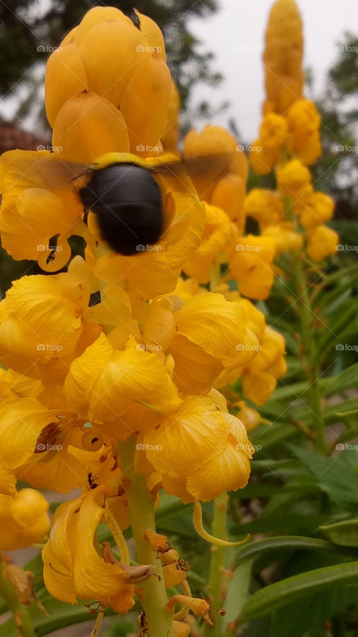 Insects and flowers