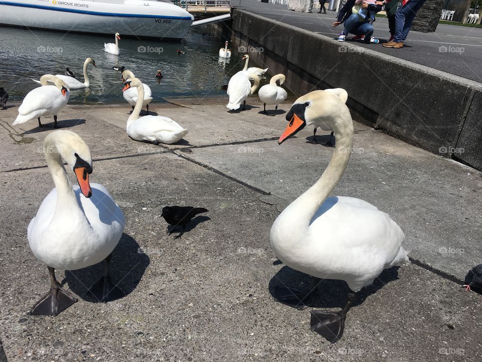 Swans