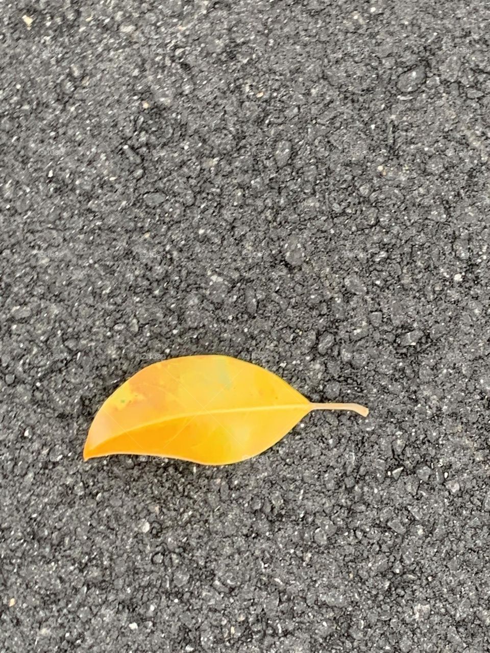 Yellow leaf