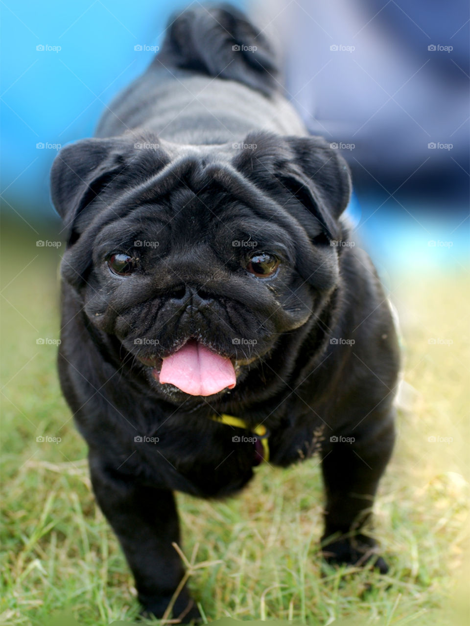 Black pug