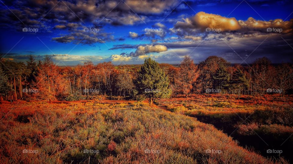 Trees in forest with conifer evergreen trees in late Autumn / early winter. View over moorland and heathland. 