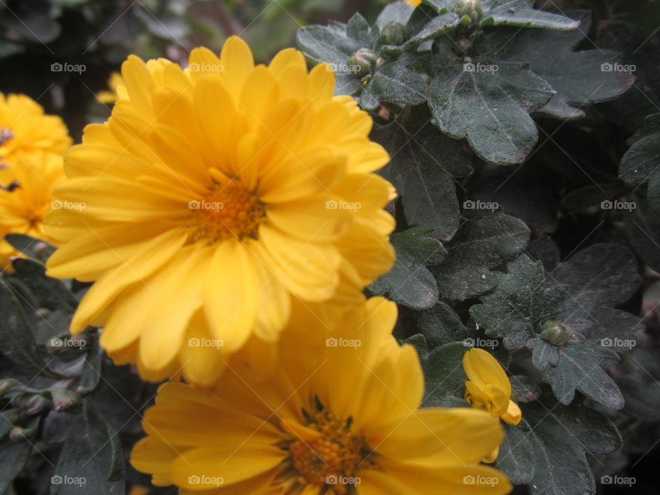 A yellow flower