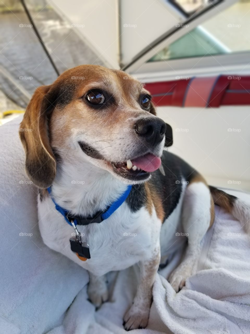 beagle on a boat seat. close up.