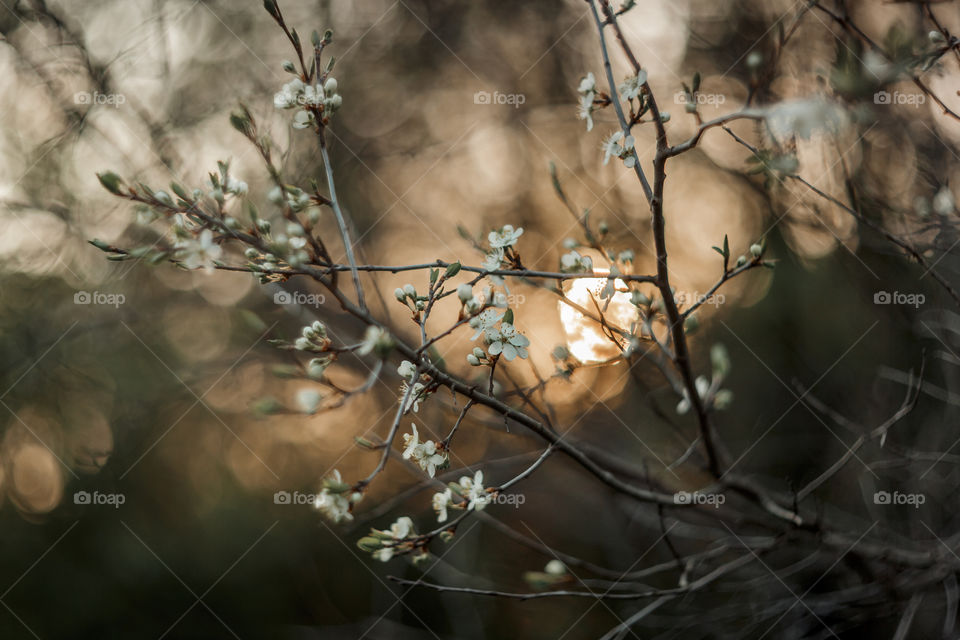 Blossom branch of a cherry tree at sunset