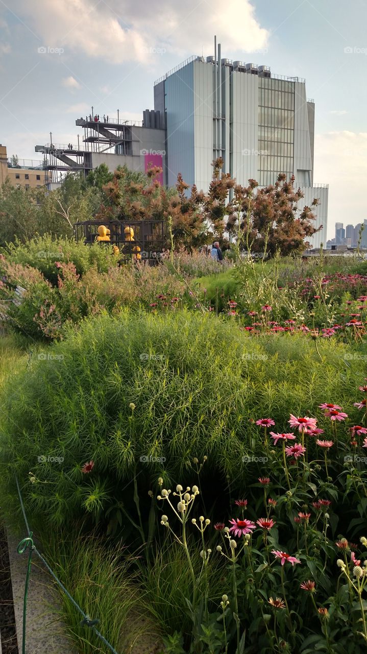 City Wildflowers