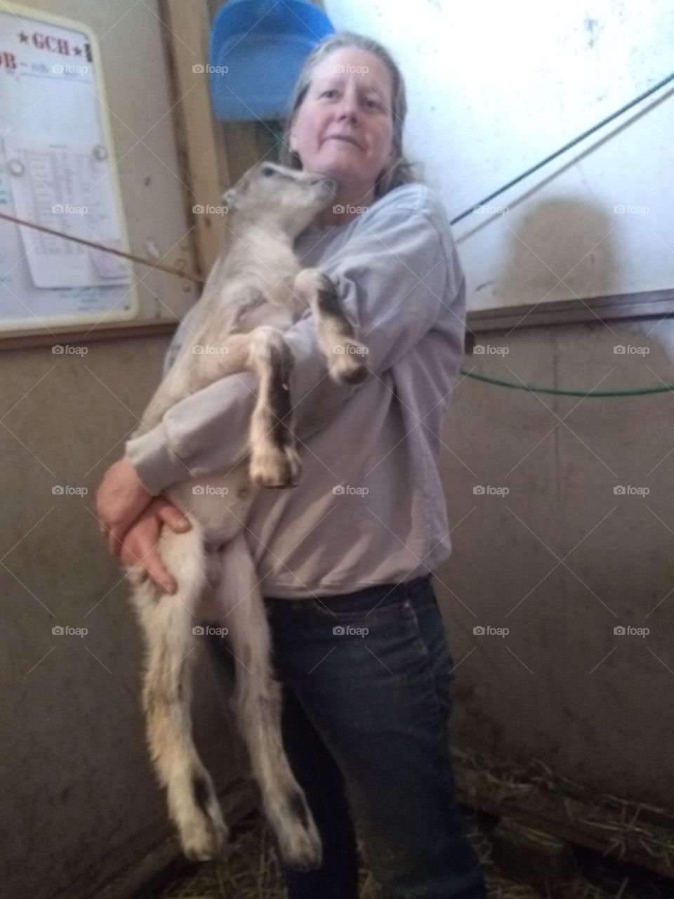 baby goat hugs