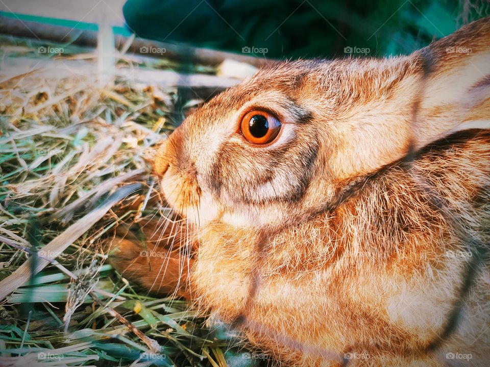Rabbit close up photo shoot on Camera Favourite forest animal ever