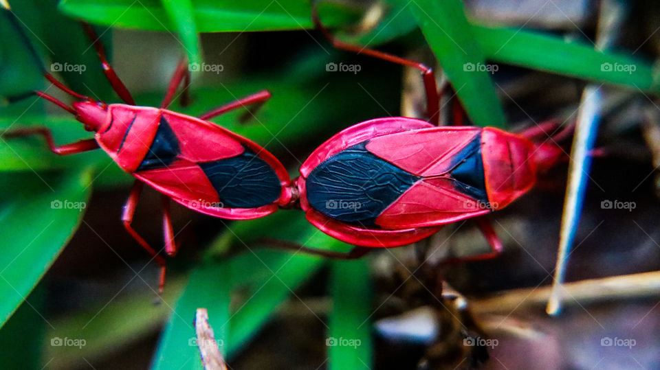 A Macroscopic story of cotton stainer who is spemding their private time together... #macro