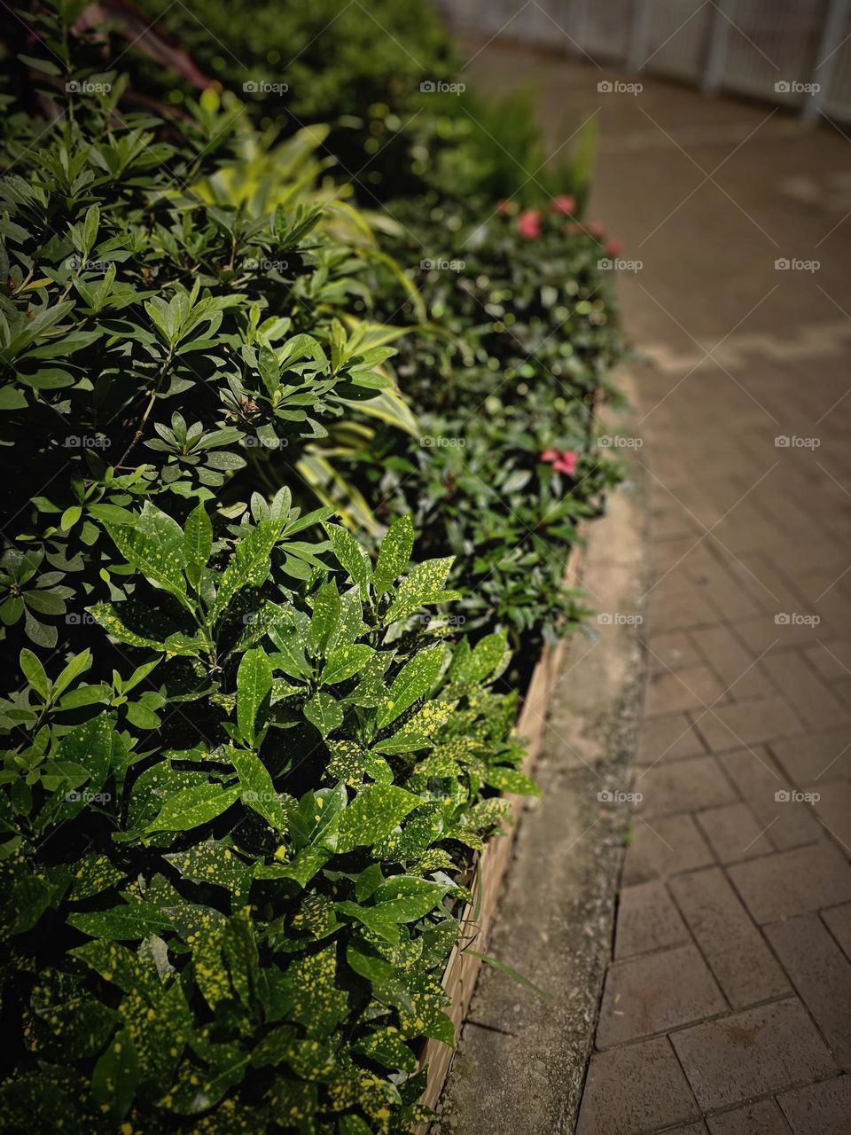 street side urban plants green leaves