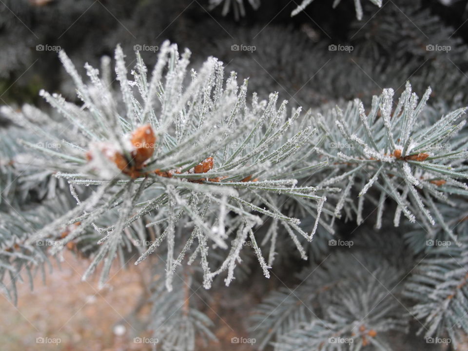 Macro shots!