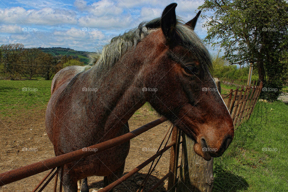 RETIRED HORSE