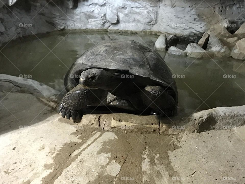 Big turtle