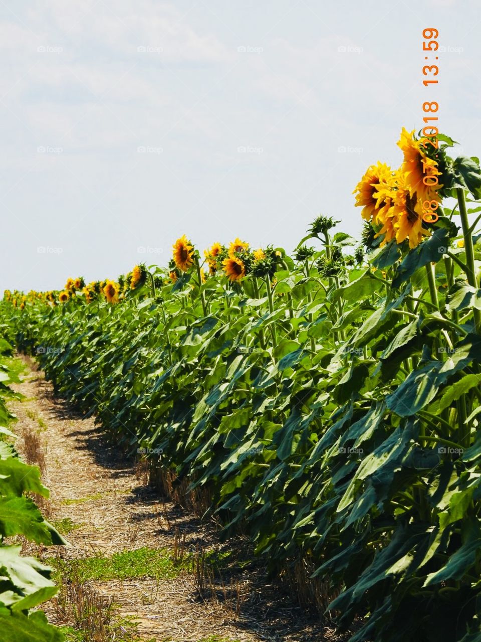 Rows of Sunflowers 😍