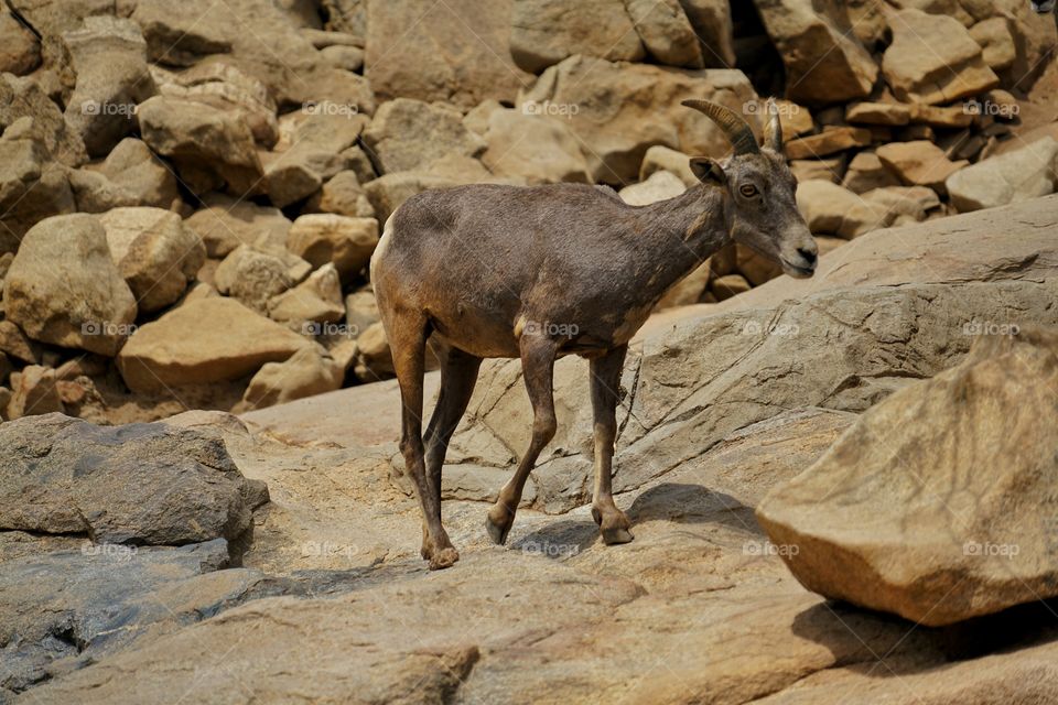 California Desert Bighorn Sheep