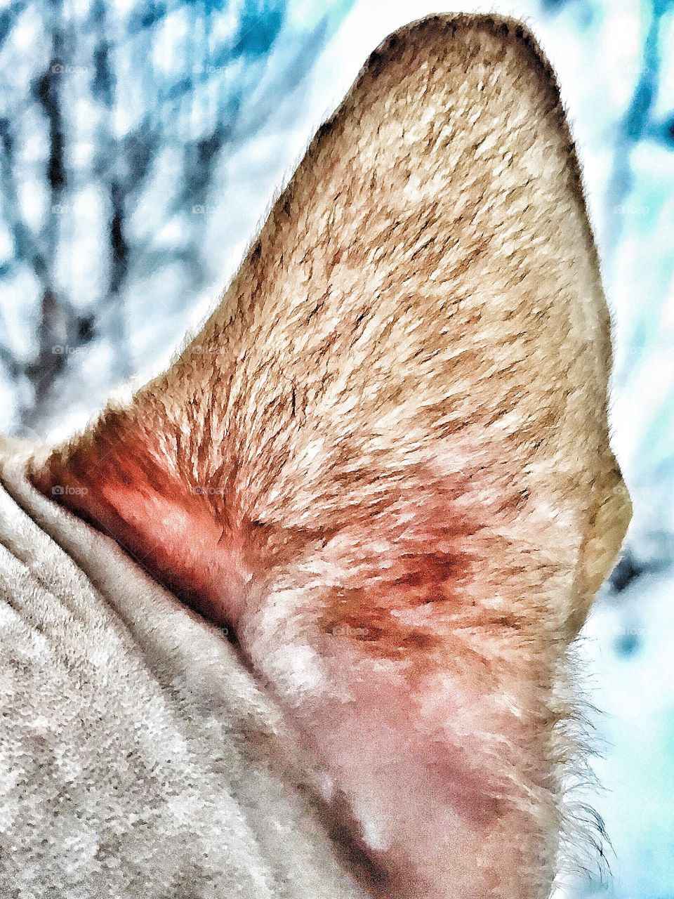 Cat ear 