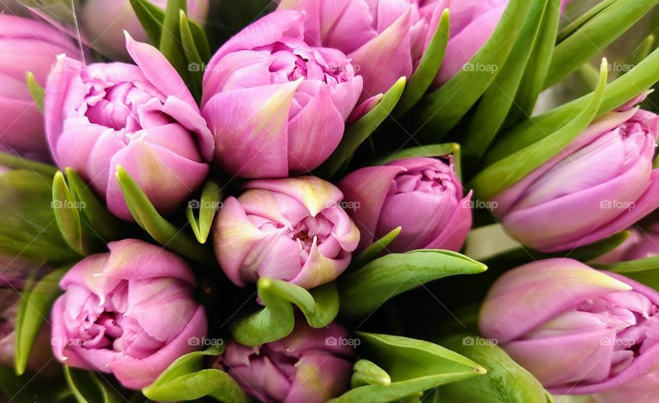 Close up 🌷🌷 Tulips 🌷🌷 Spring 🌷🌷