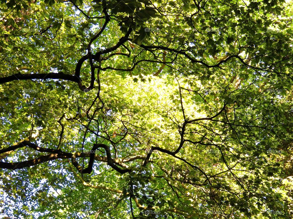 Low angle view of branches