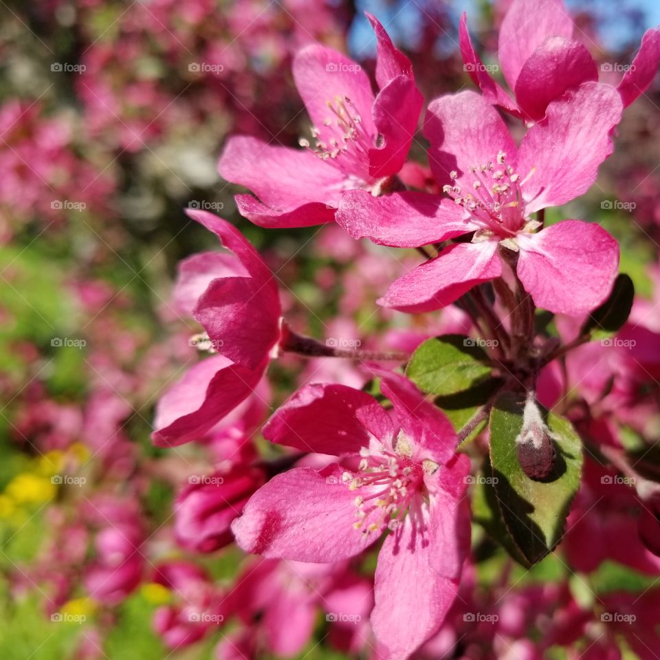 Pink blooms