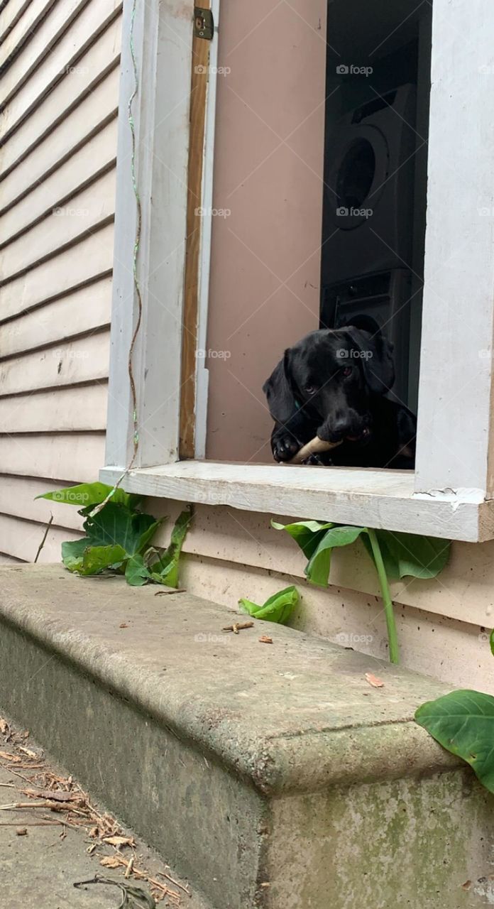 Just a sweet little puppy enjoying her treat. The sun felt so nice this day, and she got to play plenty!