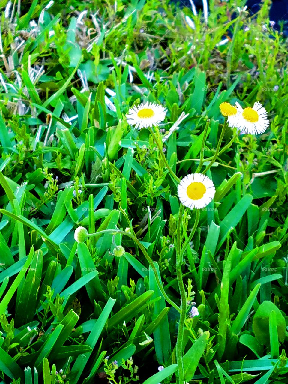 Flowers and grass