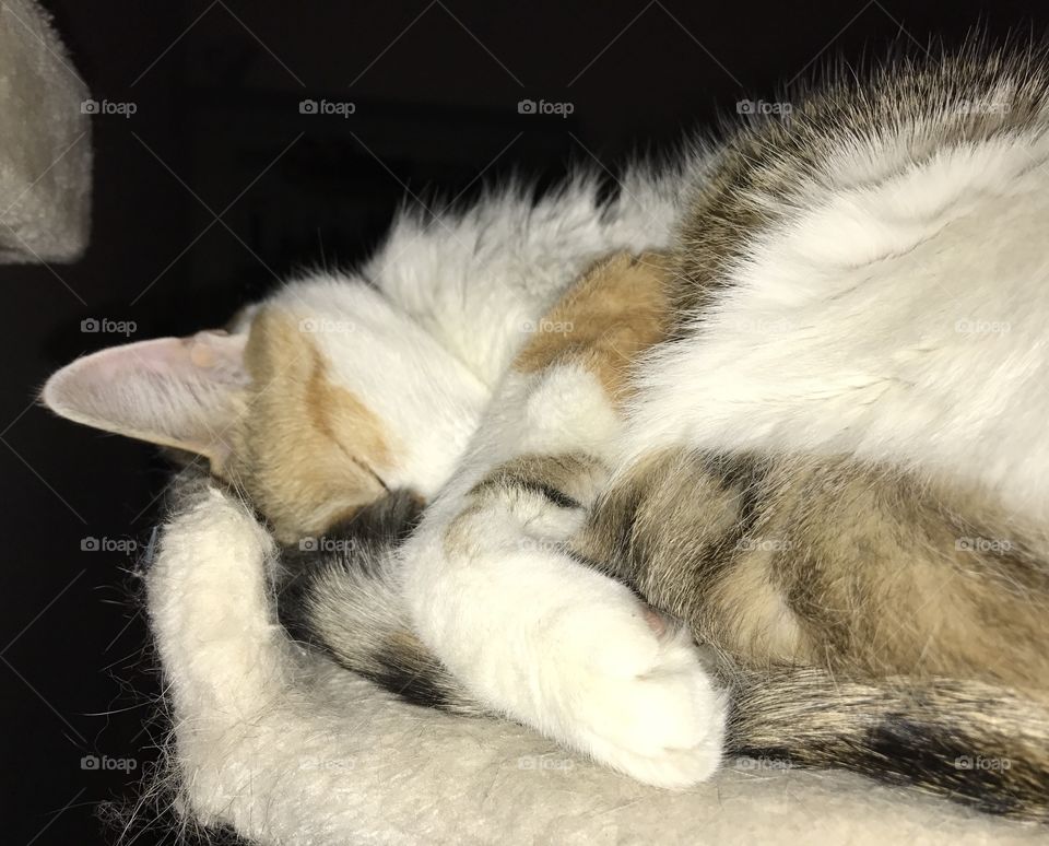 Cute Calico cat sound asleep