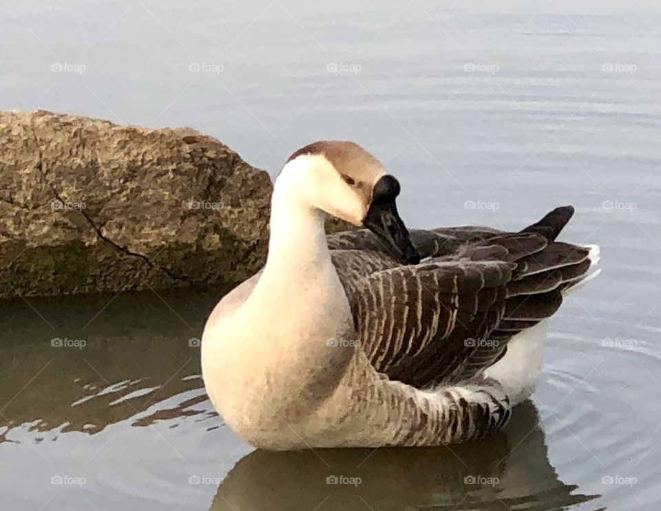 Goose, Chinese Goose, Chinese, Gray, gray goose, grey, grey goose, water, lake, rock, feathers, wings, bill, beak,