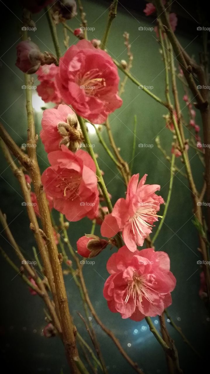Chinese sakuras. Chinese new year must flower