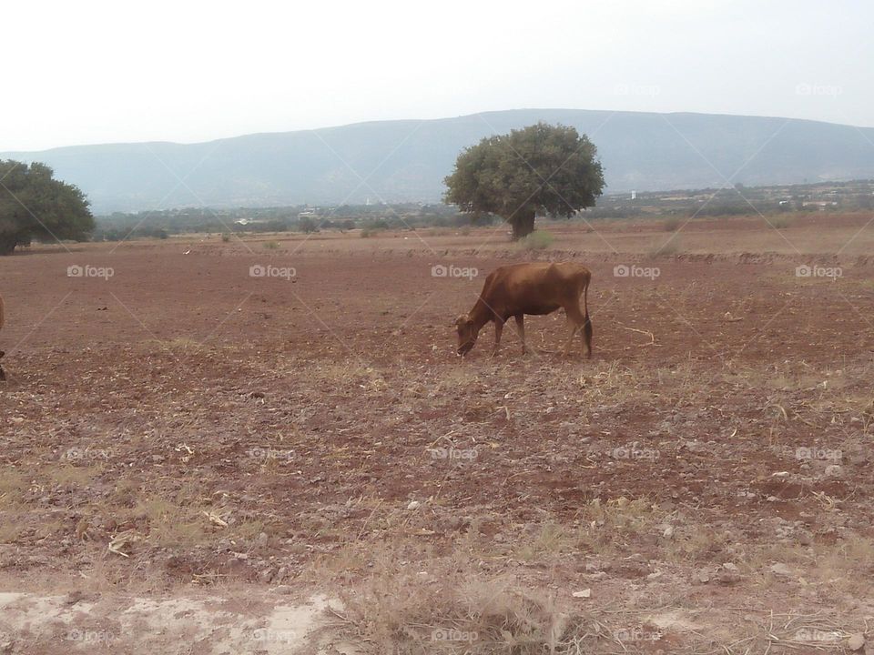 Brown cow in the field