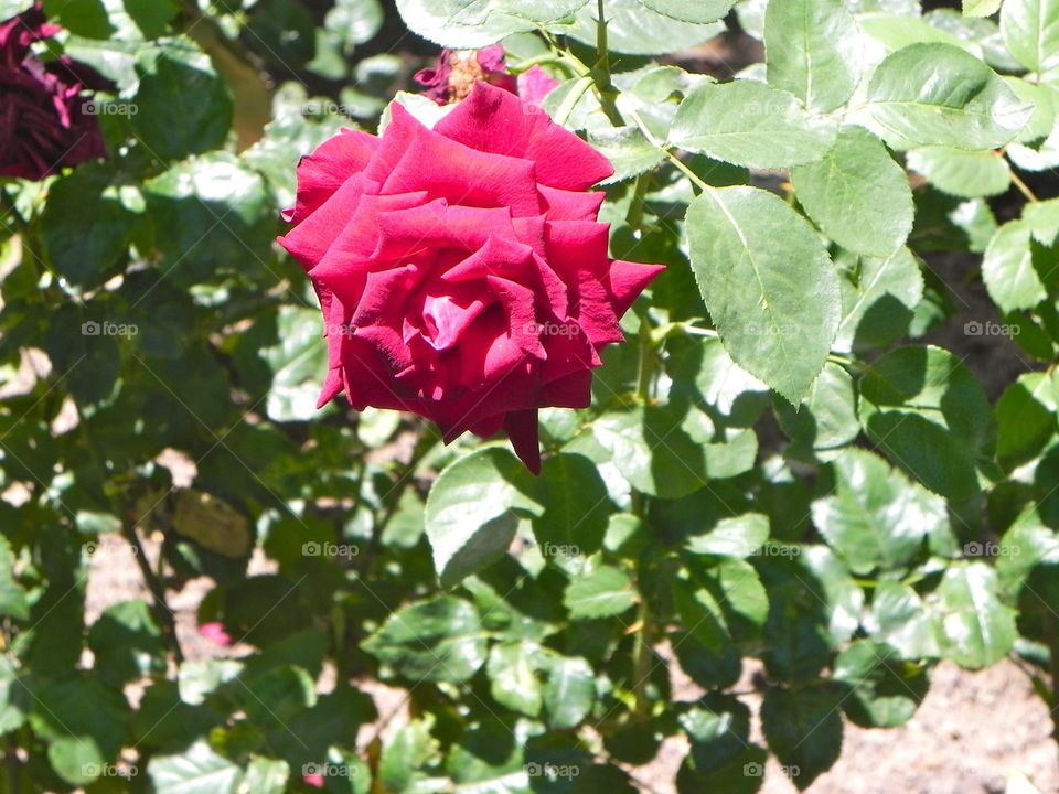 South African rose 