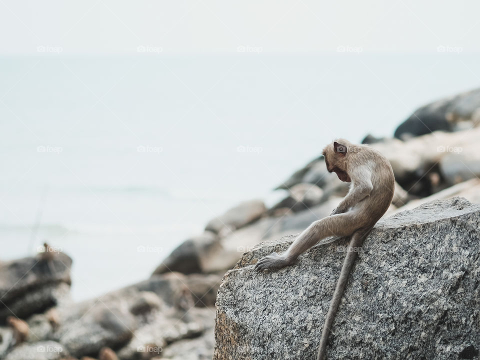 The monkey is sitting on the rocks by the sea