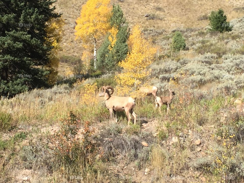 Bighorn sheep in Wyoming. 