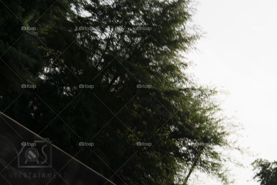 No Person, Nature, Tree, Wood, Leaf