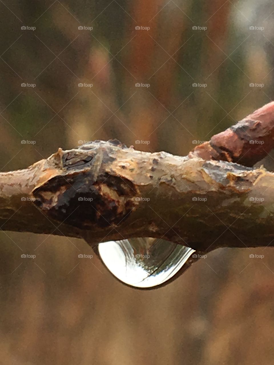 Water droplet on a branch 